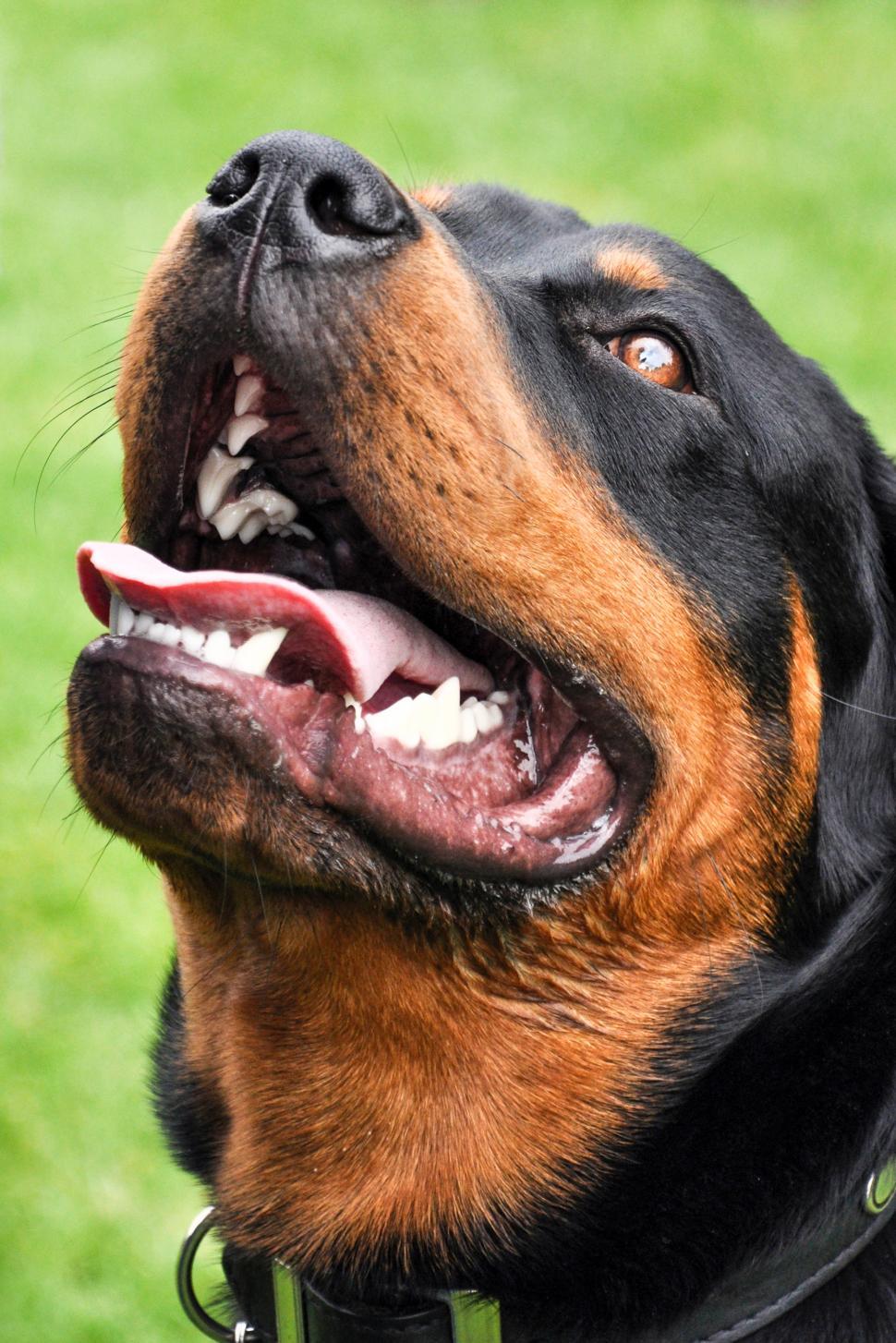 Download Free Stock Photo of Rottweiler dog in park 