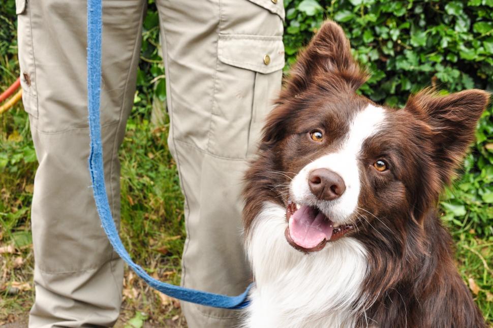 Free Image of border collie n leash with owner 