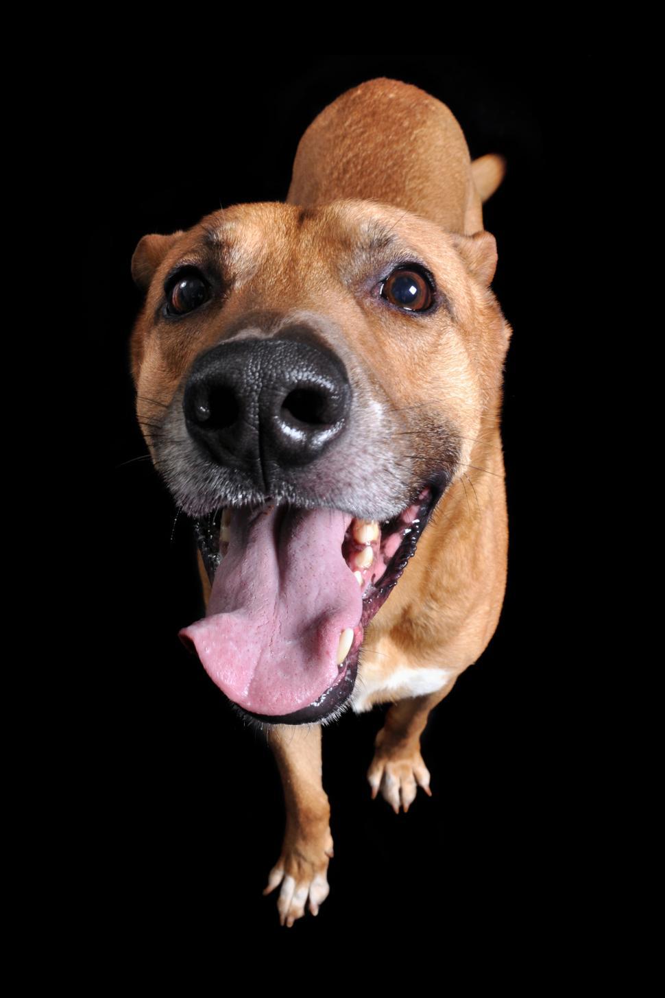 Free Image of Brown Dog With Tongue Out 