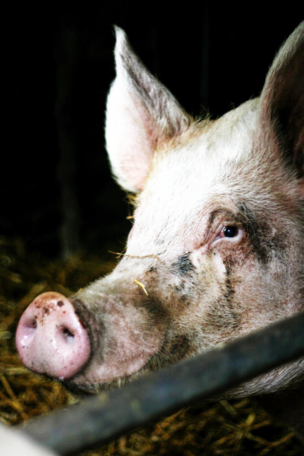 Free Image of Close-up of a pig eye staring at the camera 