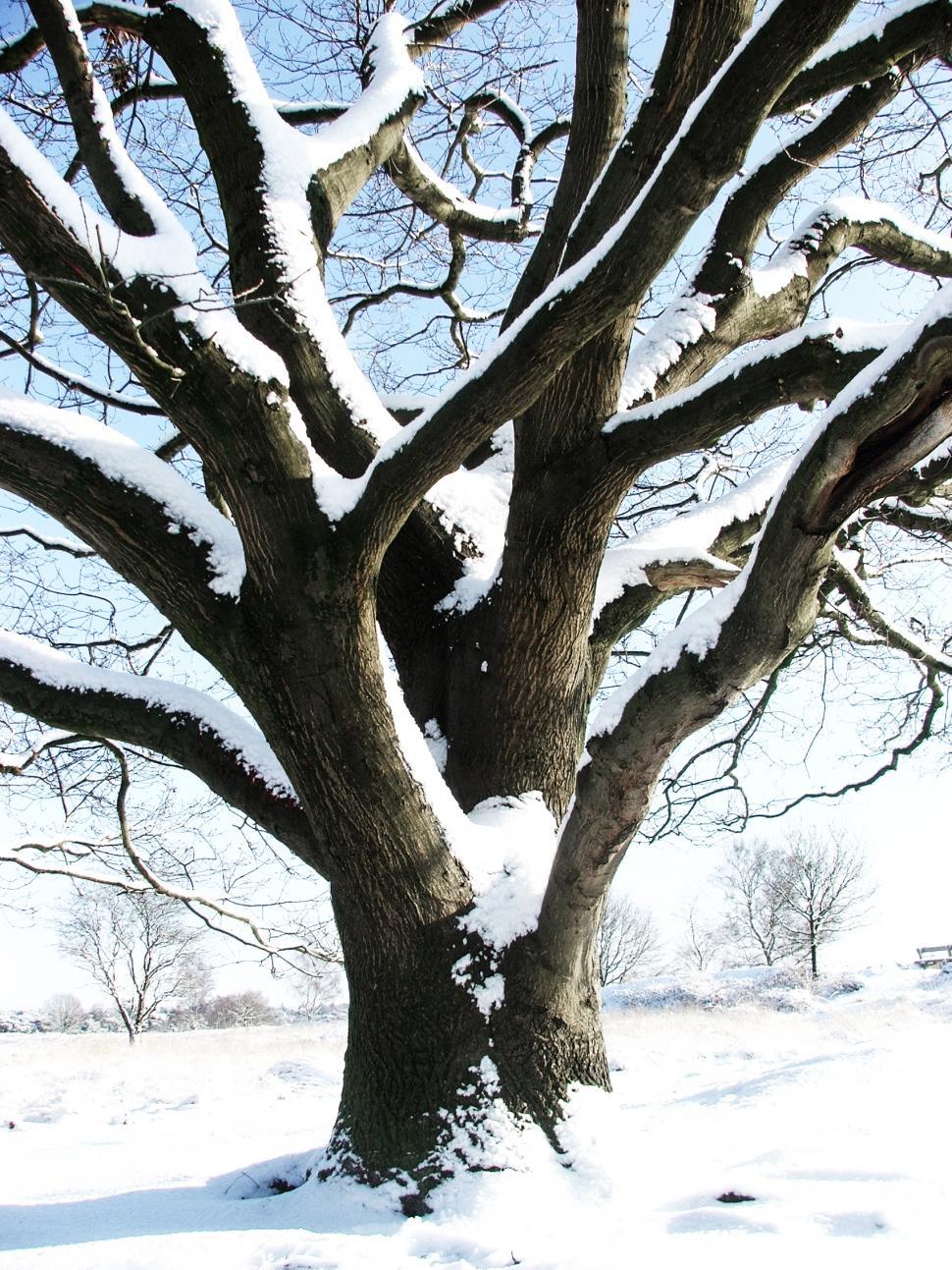 Free Image of winter trees on snow 
