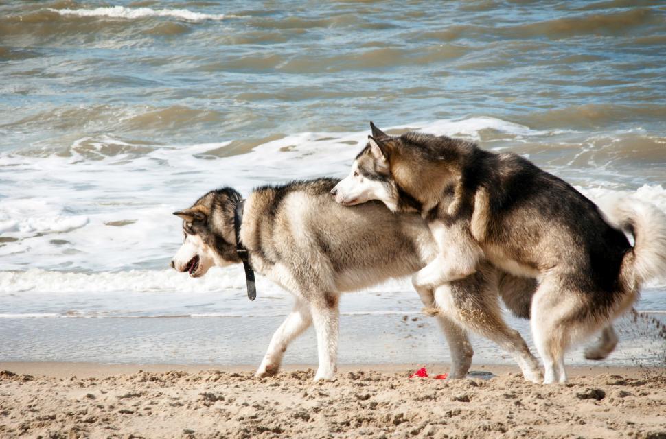 Free Image of husky mating on the beach 