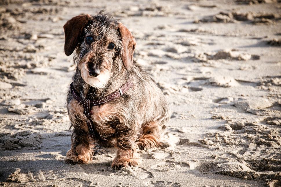 Free Image of Wire-haired dachshund 