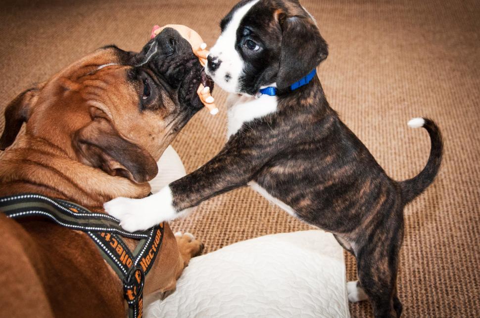 Free Image of boxer dogs playing puppy 