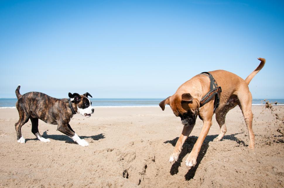 Free Image of boxer dogs playing puppy playing at the beach 