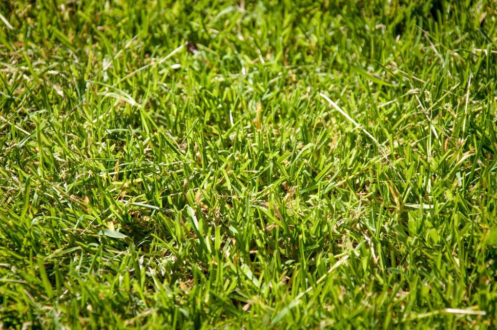 Free Image of Green grass texture 