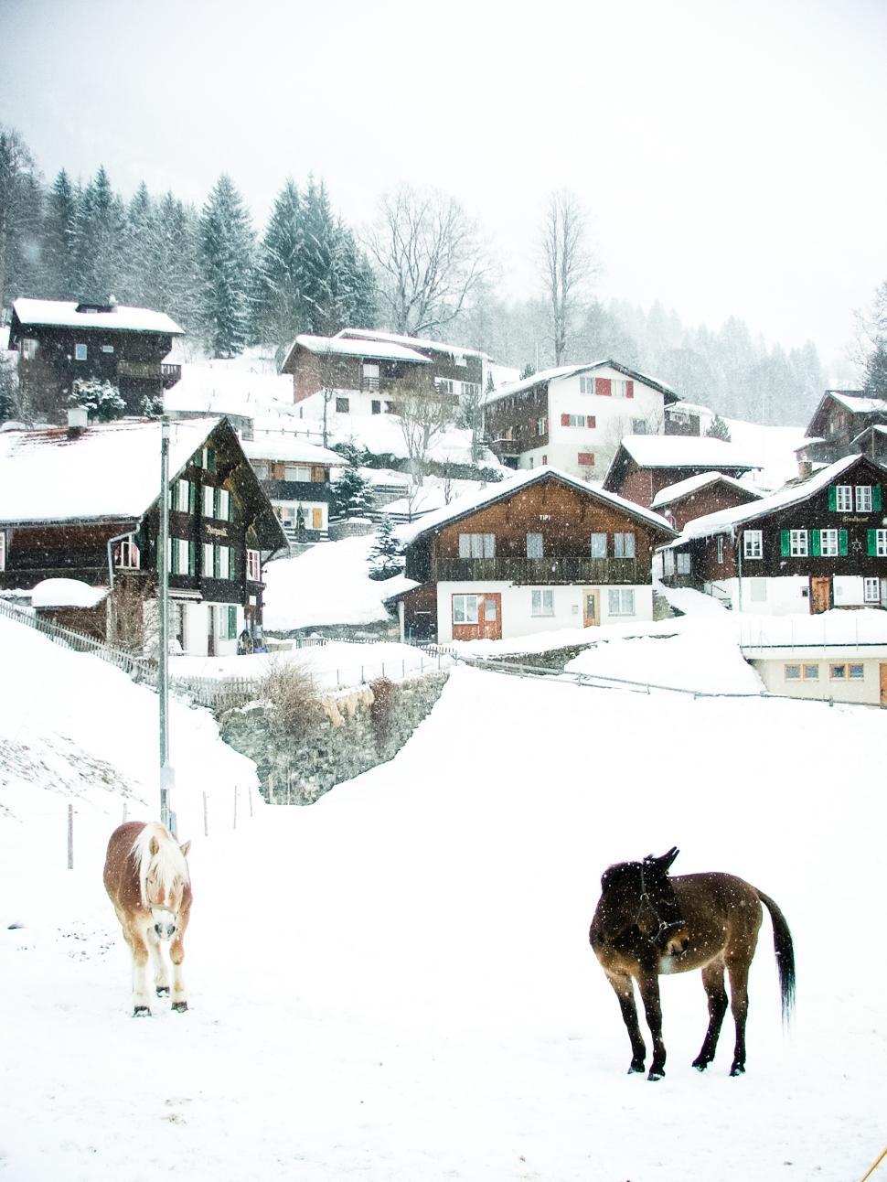 Free Image of Snowy village and horses 