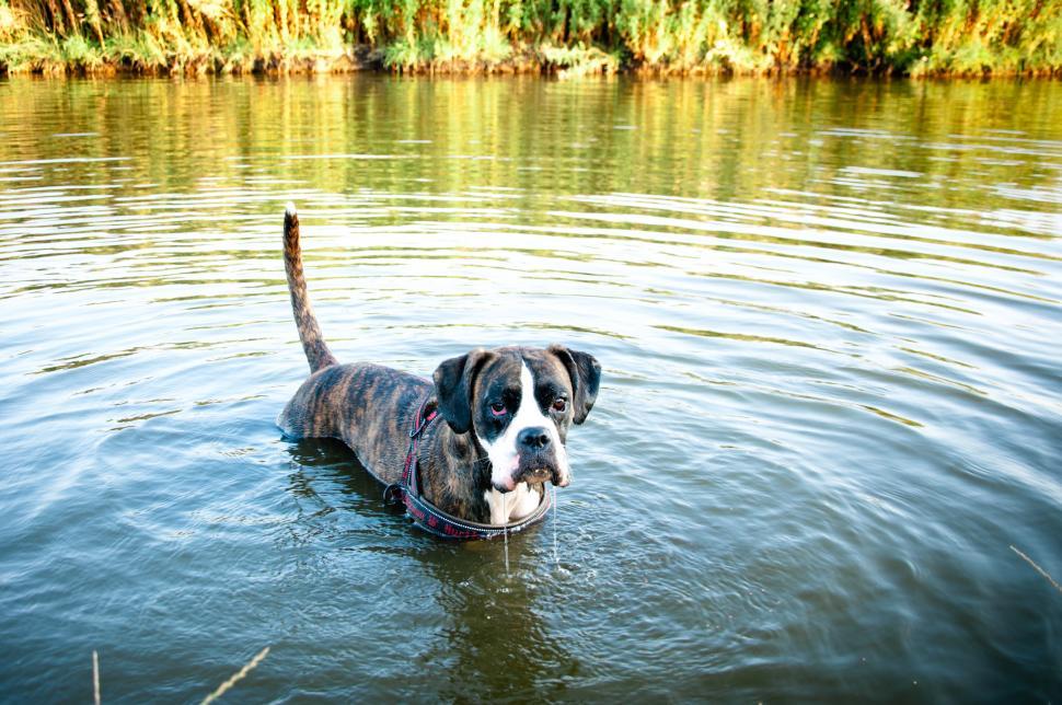 Free Image of Dog swimming 