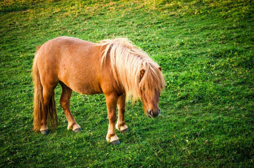 Free Image of Brown horse on spring meadow  