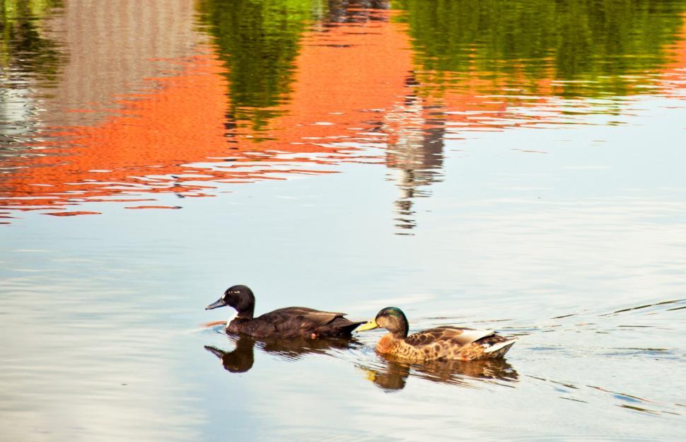 Free Image of Ducks 
