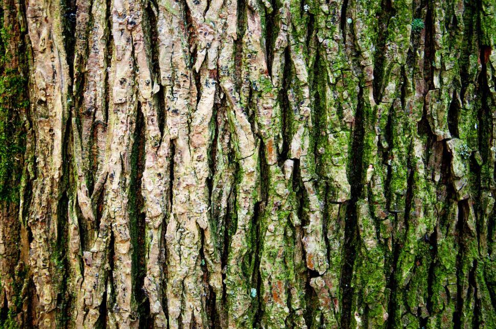 Free Image of Tree trunk texture 