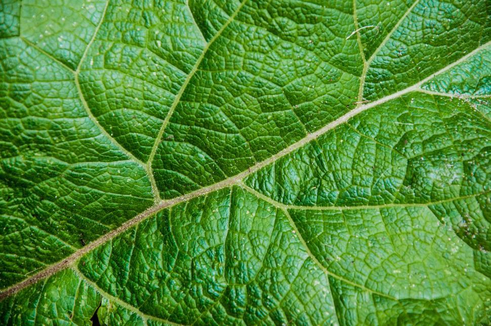 Free Image of Leaf texture close up 