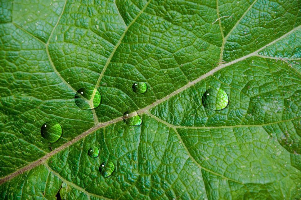 Download Free Stock Photo of Waterdrops on leaf 