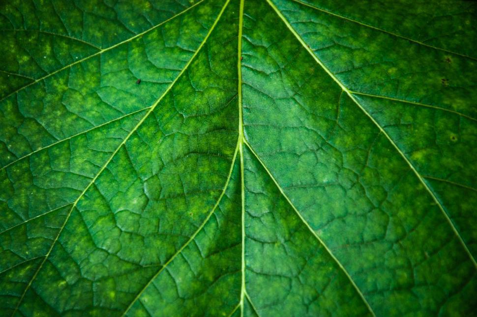 Download Free Stock Photo of Leaf texture 