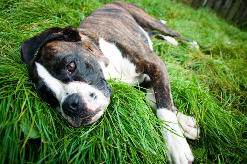 Free Image of Boxer dog lying on grass 