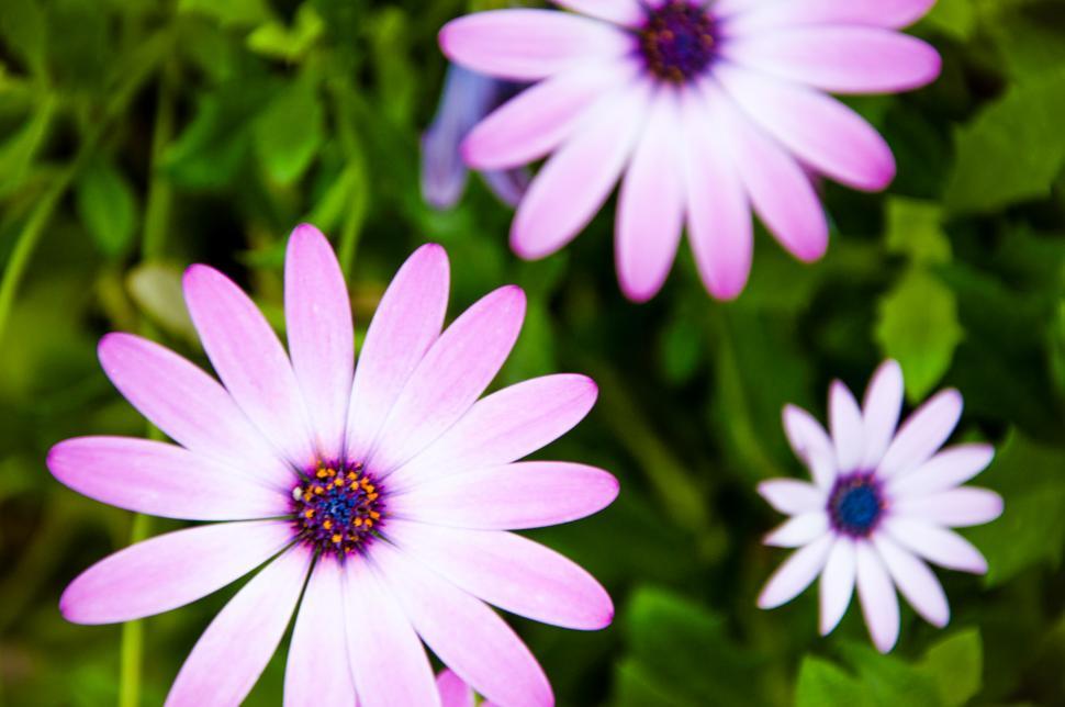 Free Image of Purple flowers 