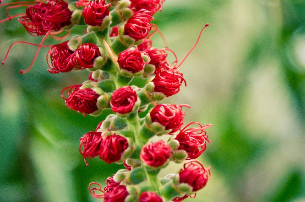 Free Image of Little red flowers 