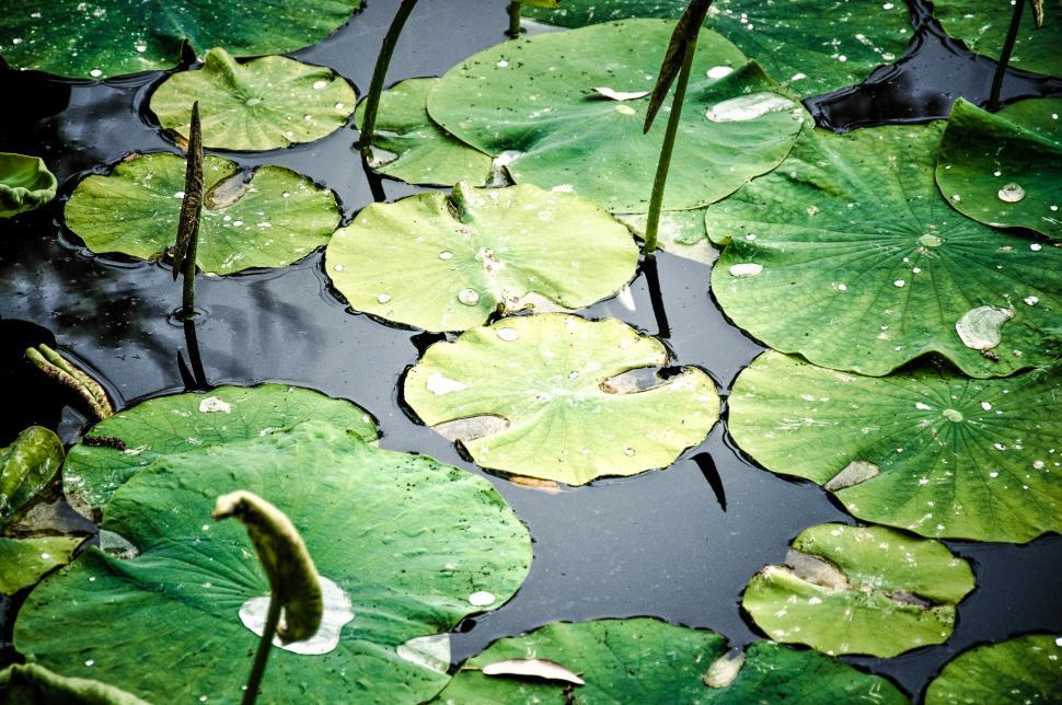 Free Image of Pond Filled With Water Lilies 