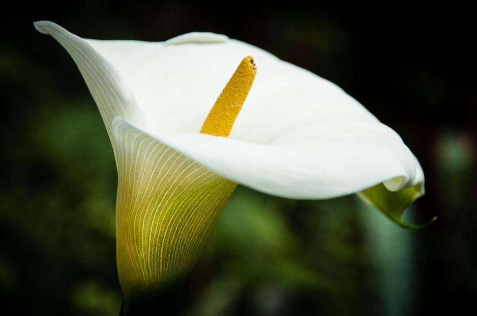 Free Image of White lily flower 