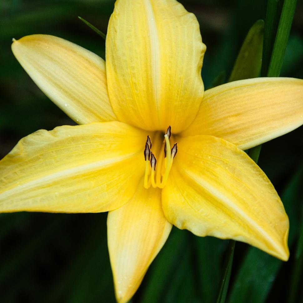 Free Image of A macro shot of a yellow oriental lily 