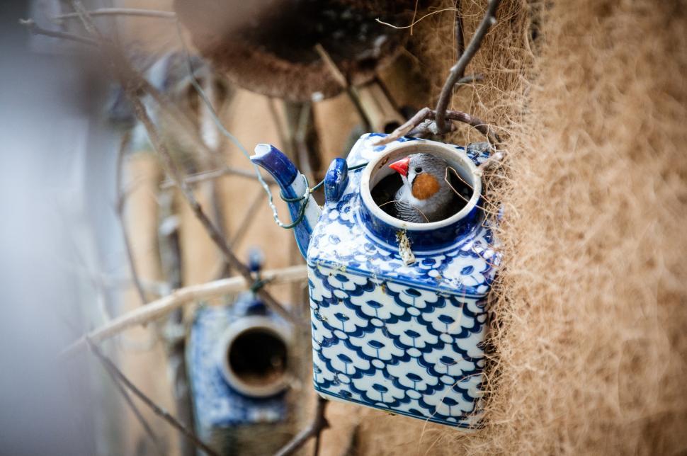 Free Image of  little bird on birdhouse teapot 