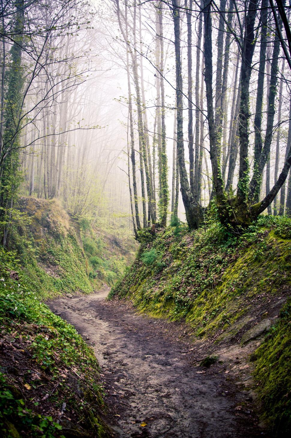 Free Image of Walking path in forest with morning mist 