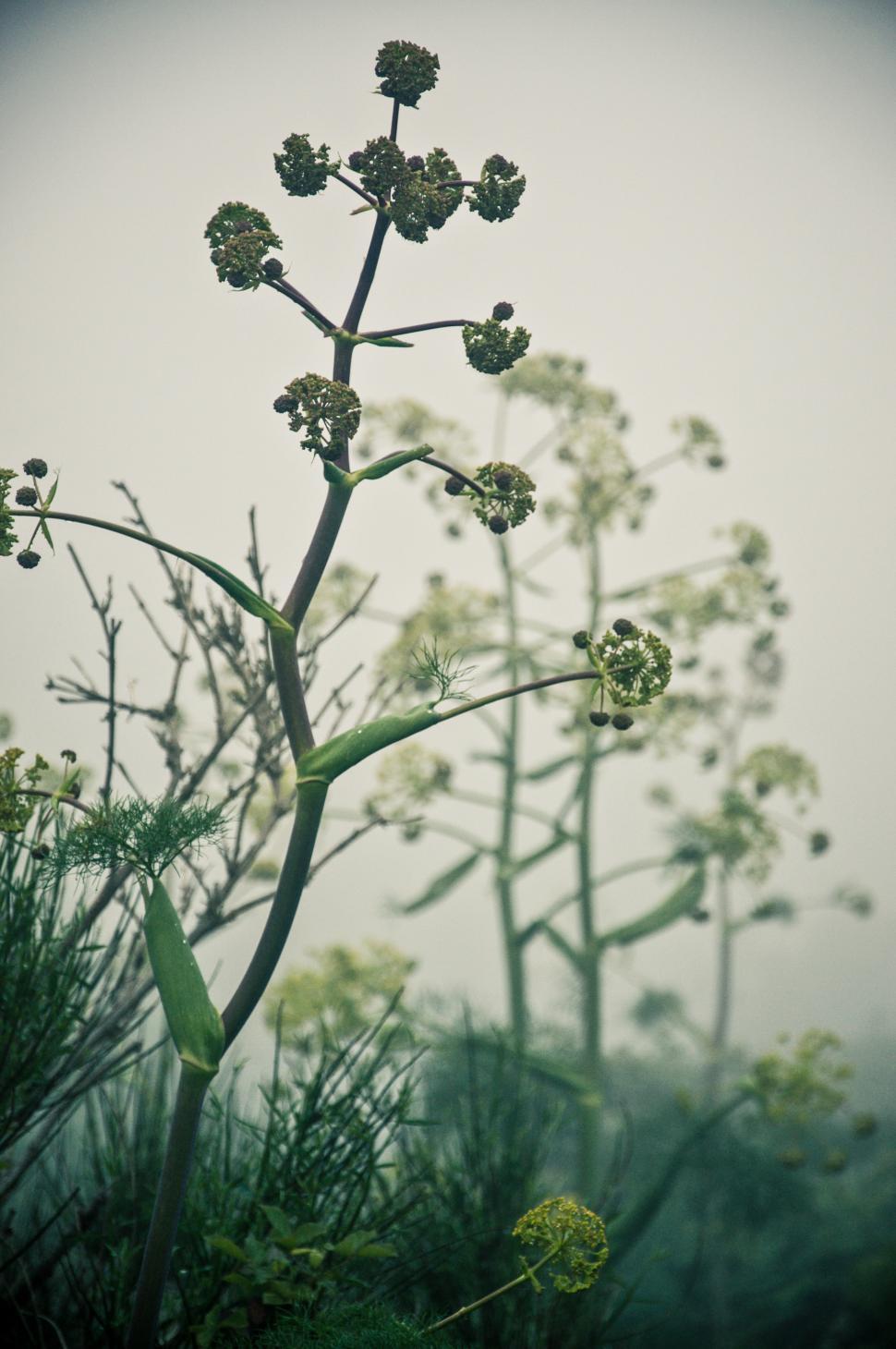 Free Image of Plants in the mist 