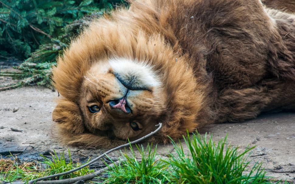 Download Free Stock Photo of Lion lying down 