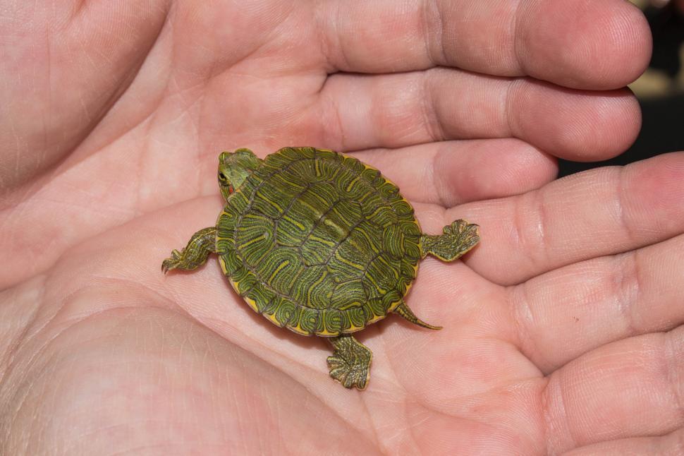 Free Image of Baby Red Ear Slider 