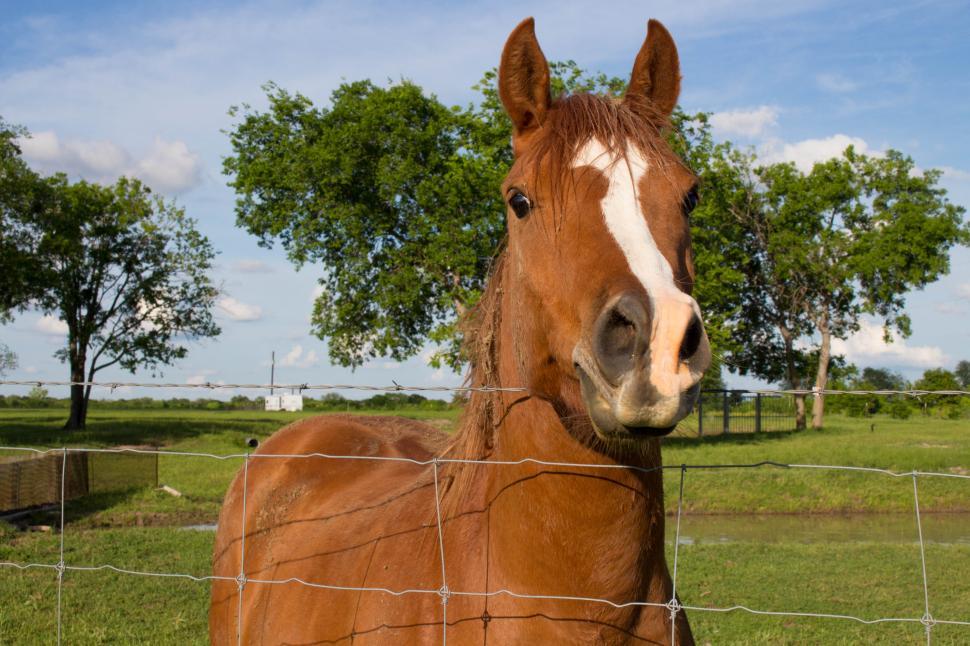 Free Image of Brown Horse 