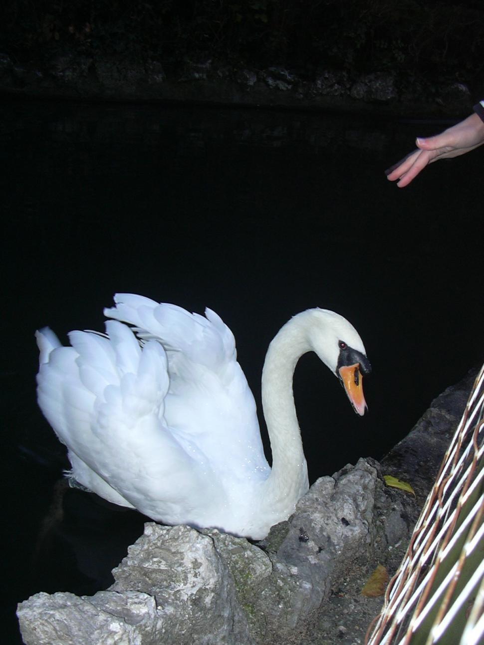 Free Image of White Swan 