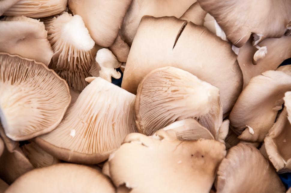 Free Image of Oyster mushroom 