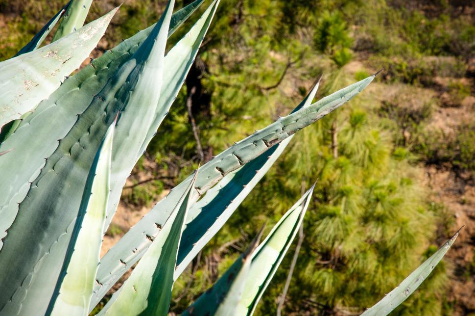 Free Image of Aloe vera cactus plant 