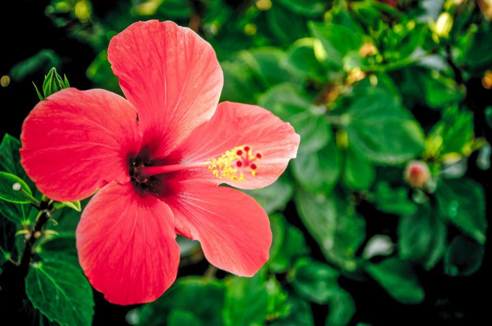 Free Image of Red hibiscus flower 