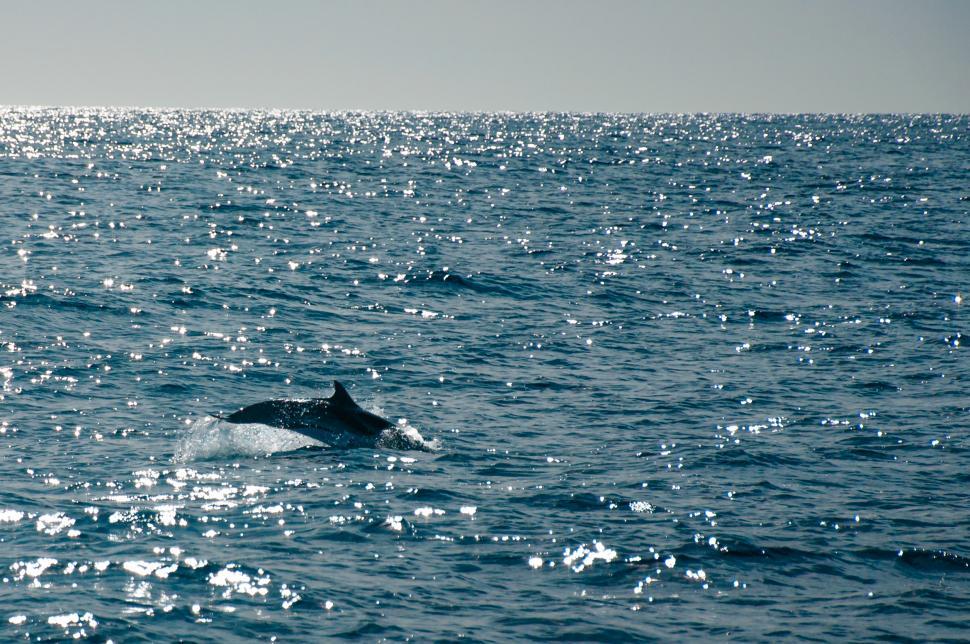 Free Image of Dolphin jumping in ocean 