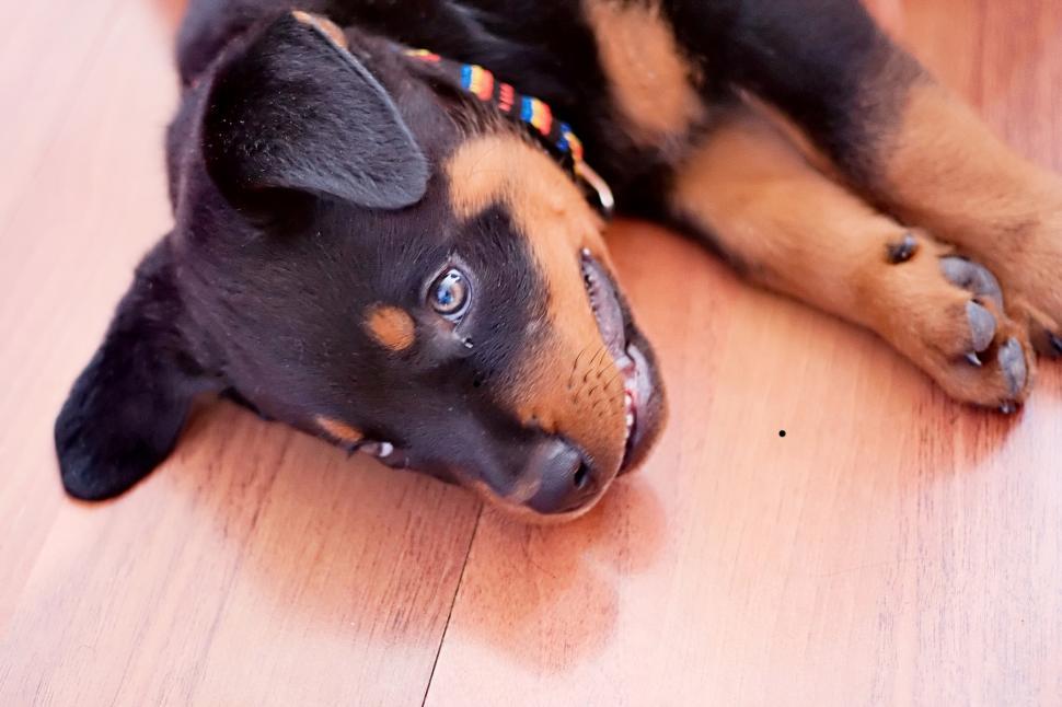 Free Image of Baby rottweiler 