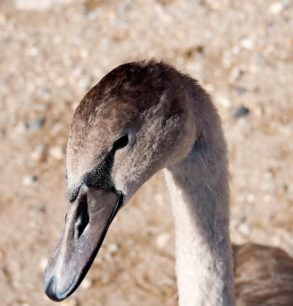 Free Image of Swan portrait 