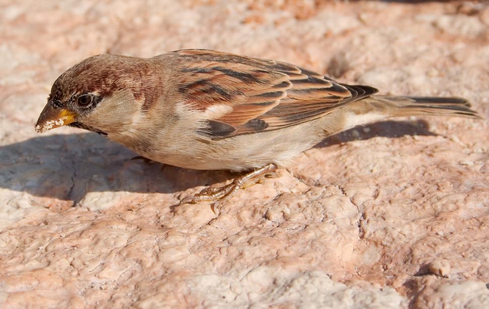 Free Image of The sparrow 