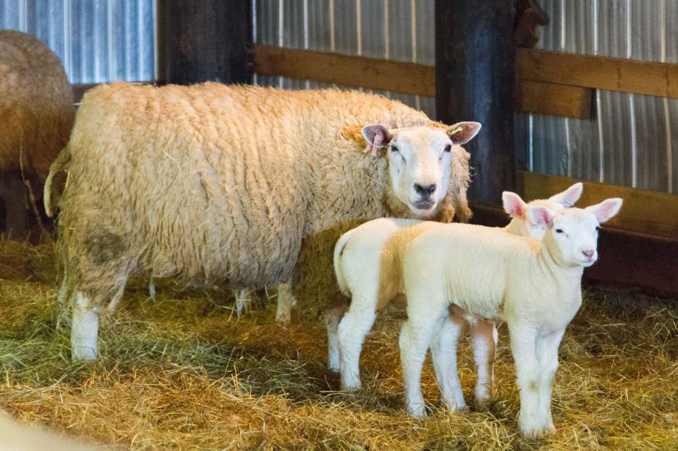Free Image of Mother and Lambs 