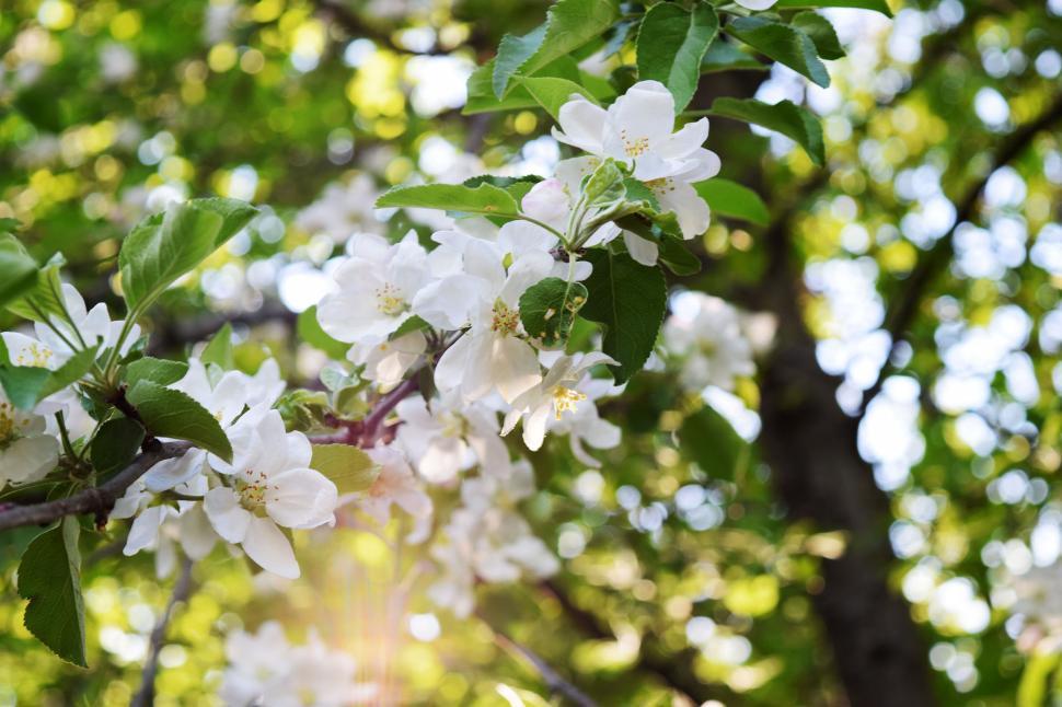 Free Image of Apple Blossoms 