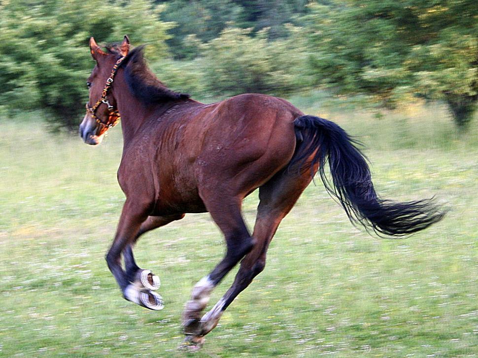 Free Image of Horse running 
