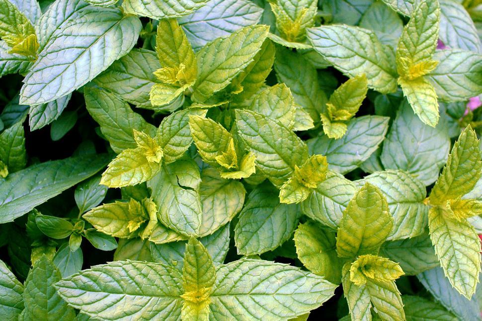 Free Image of Mint 