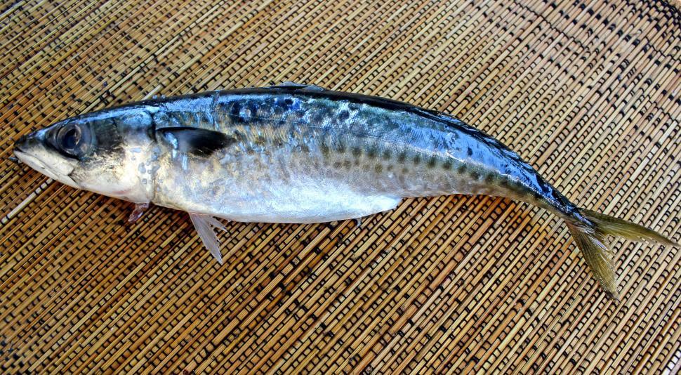 Free Image of European mackerel on table 