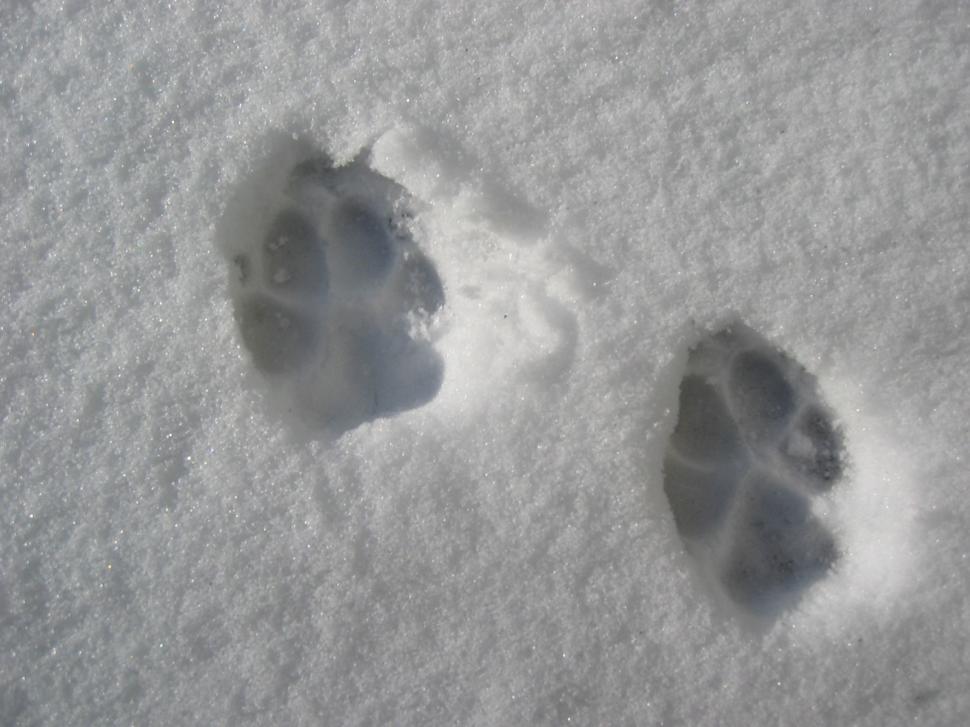 Free Image of Cat prints in snowcat prints in snow 