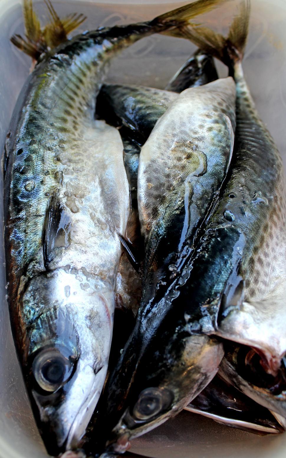 Free Image of Fresh fish - horse mackerel 