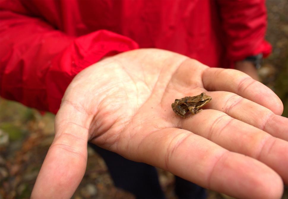 Free Image of Little frog on the hand 