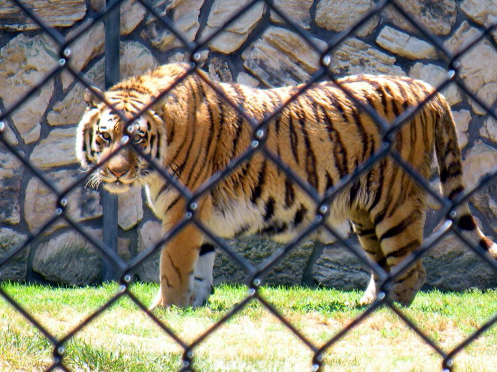 Free Image of Tiger 