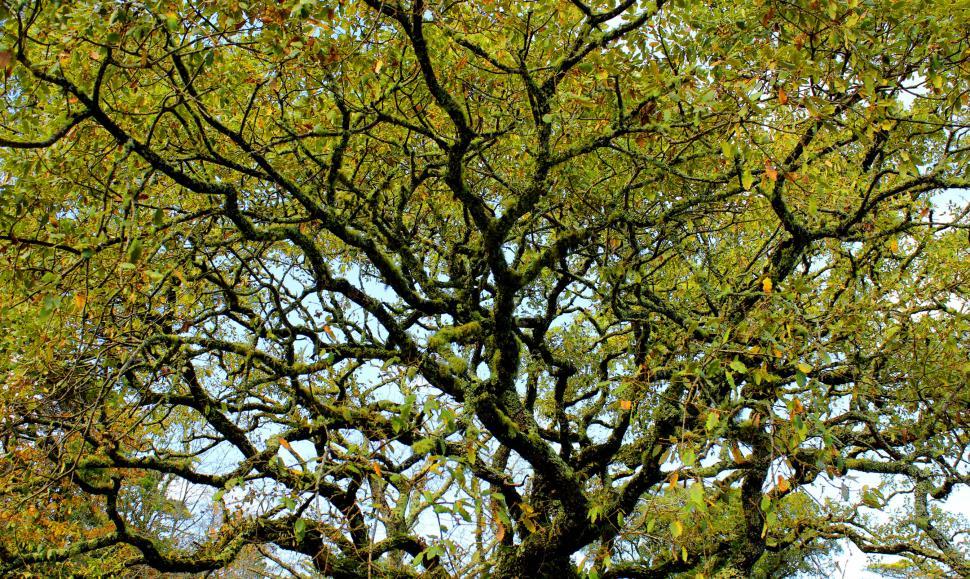 Free Image of Convoluted Tree Branches 