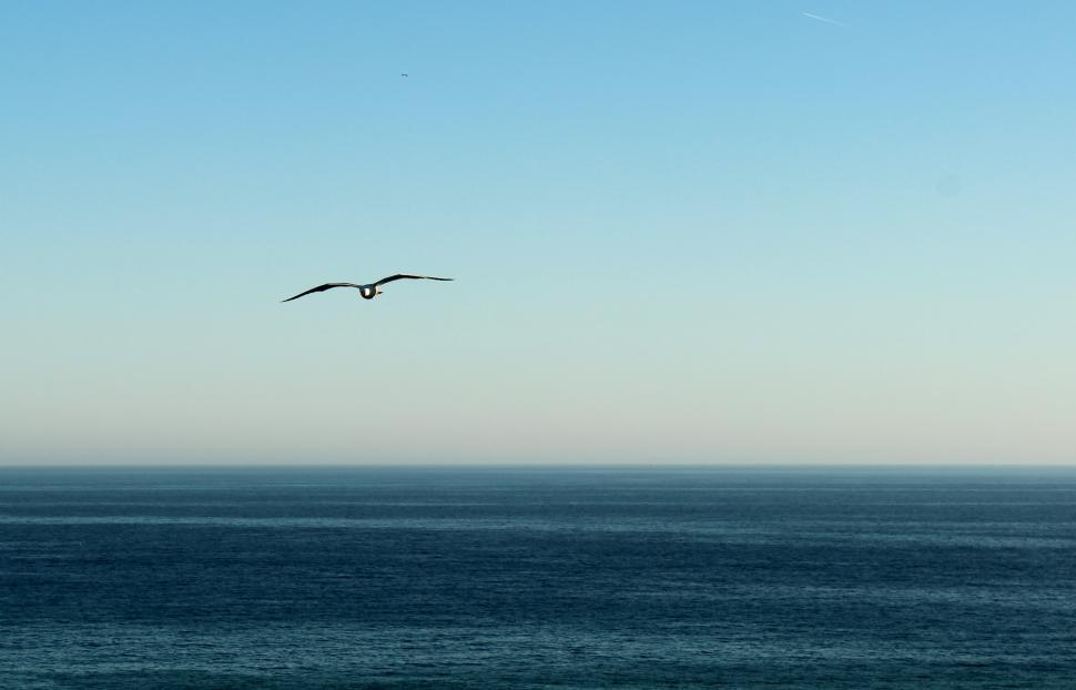 Free Image of Seagull flying in the horizon 
