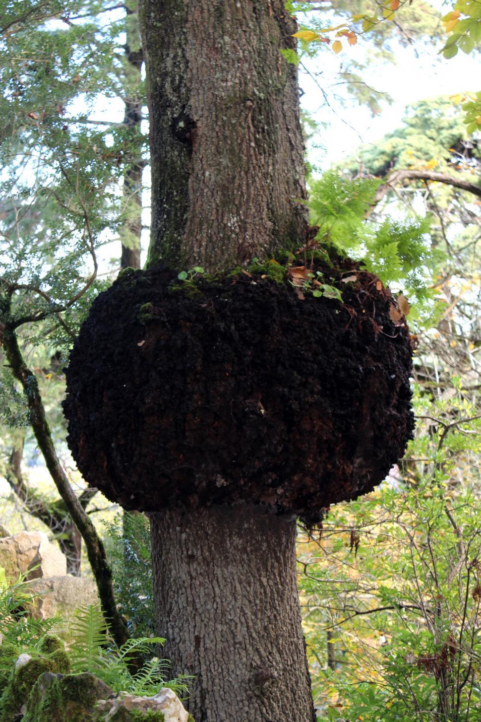Free Image of Large Tree Burl (Burr) 